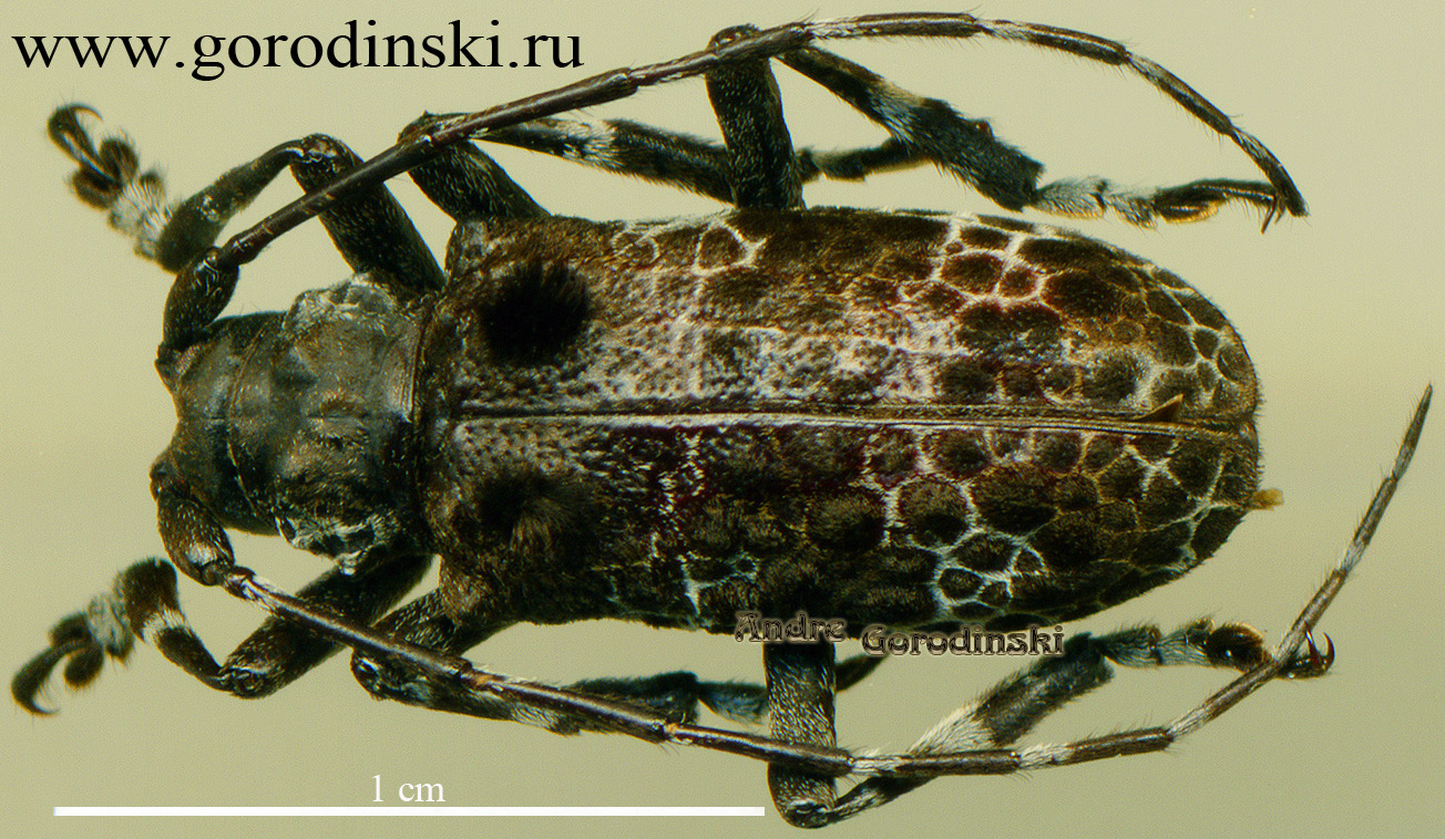 http://www.gorodinski.ru/cerambyx/Moechotypa diphysis.jpg